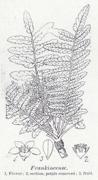 Frankincense (litho) av English School