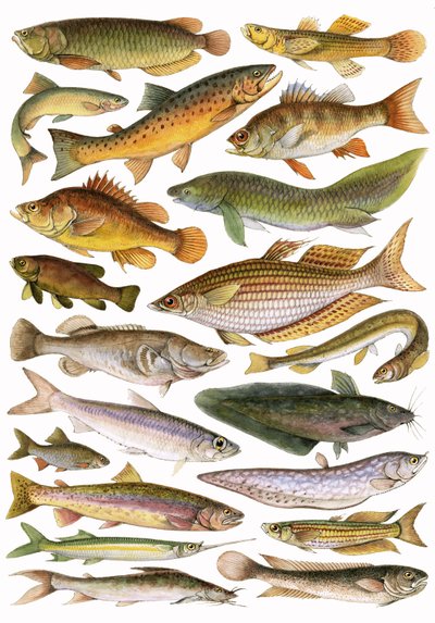 Fresh Water Fishes of the Empire - Australian Region av English School