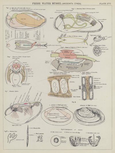Sötvattensmussla, Anodonta Cynea (färglitografi) av English School