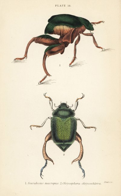 Grodbensbagge eller kängurubagge, Sagra papuana 1, och glänsande blad skalbagge, Chrysophora chrysochlora av English School