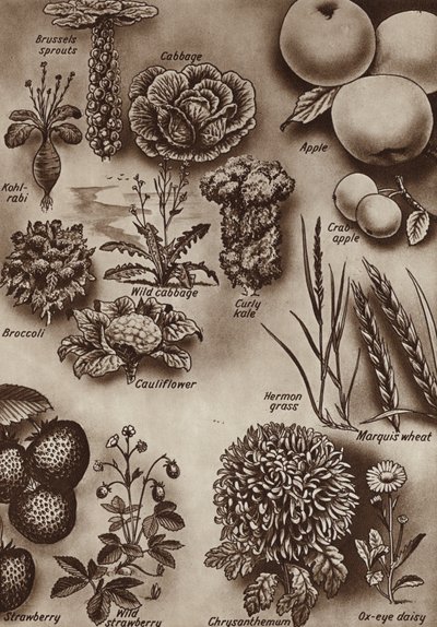 Frukter, grönsaker och blommor och de vilda sorter från vilka de odlades (litho) av English School