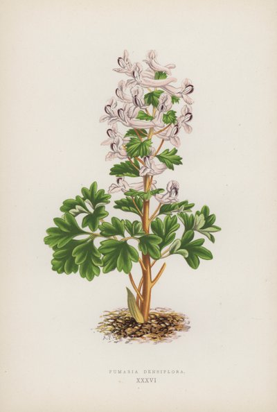 Fumaria Densiflora (färg litho) av English School