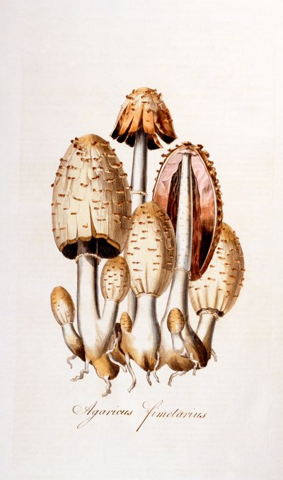 Svampar: Agaricus fimelarius [vanligt bläcklock], illustration från Flora Londiniensis [Flowers of London] av William Curtis, publicerad 1777-98 (färgstick) av English School