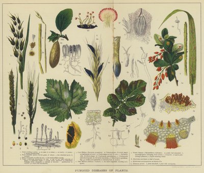 Svampsjukdomar hos växter (färg litho) av English School