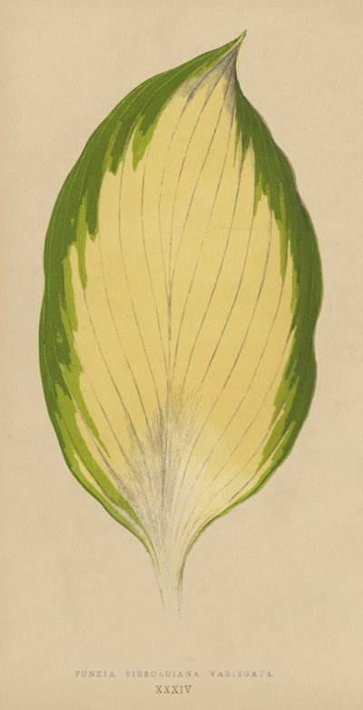 Funkia Sieboldiana Variegata av English School