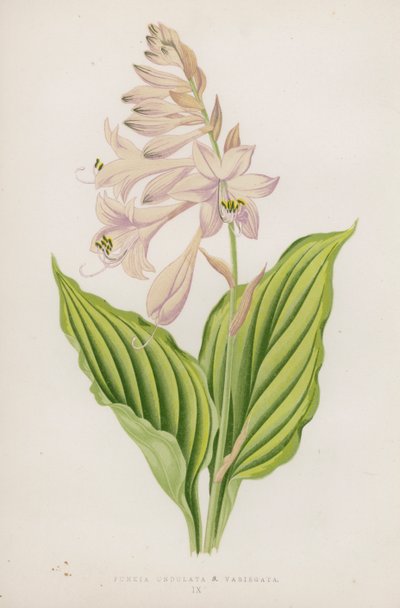 Funkia Undulata; B Variegata (färglitografi) av English School
