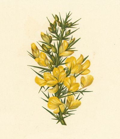 Furze, Ulex Europaeus (färglitografi) av English School