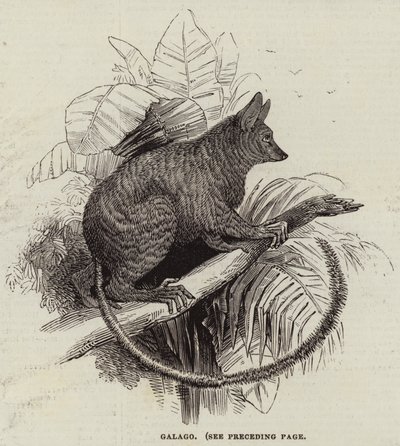 Galago (gravyr) av English School