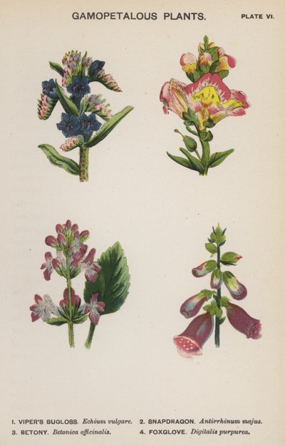 Gamopetala växter (färg litho) av English School