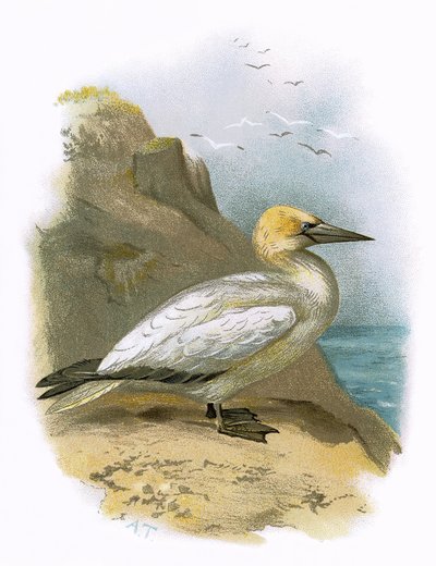 Gannet av English School