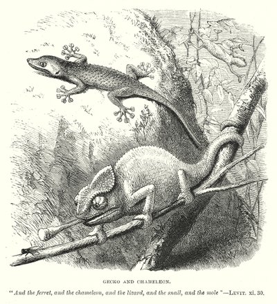 Gecko och kameleont (gravyr) av English School