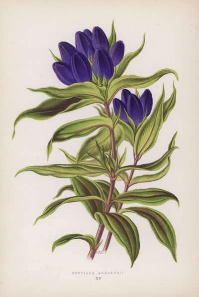 Gentiana Andrewsii (färglitografi) av English School