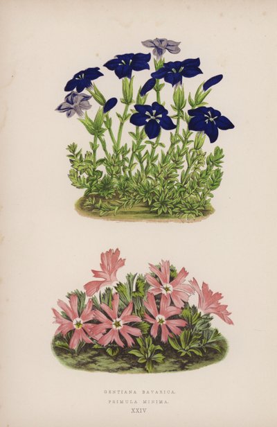 Gentiana Bavarica; Primula Minima (färg litho) av English School