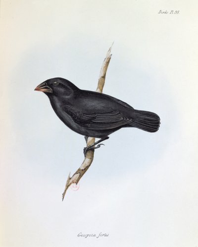 Geospiza Fortis, illustration från The Zoology of the Voyage of H.M.S. Beagle, 1832-36, av Charles Darwin (1809-92), 1840 av English School