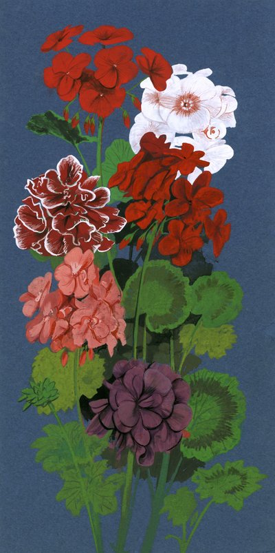 Pelargoner av English School