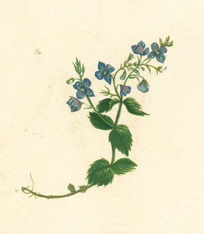 Germander Speedwell, Veronica Chamaedrys (färglitografi) av English School