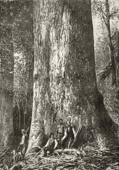 Giant Gum Tree, c.1880, från 