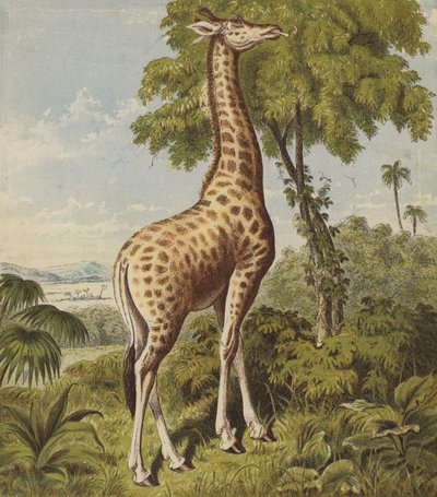 Giraff (färglitografi) av English School