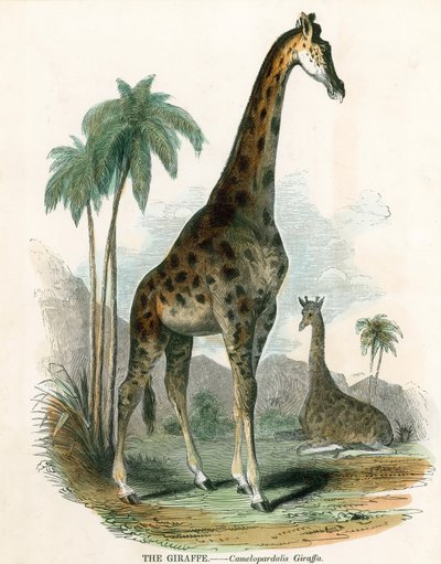 Giraff av English School