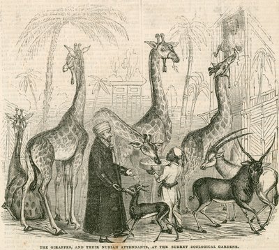 Giraffer och deras nubiska skötare vid Surrey Zoological Gardens, London av English School