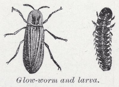 Glödmask och larv (litho) av English School