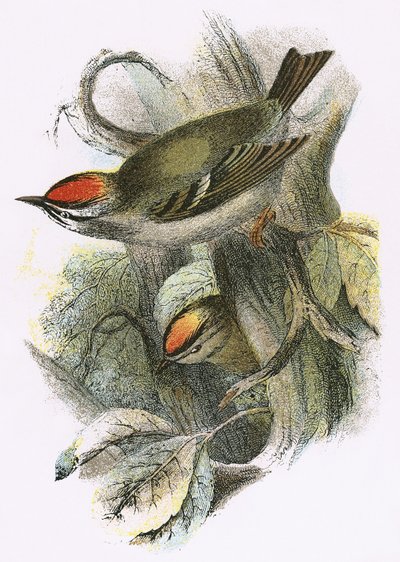 Goldcrest (nederst) och Firecrest (överst) av English School