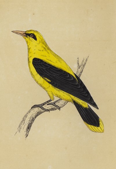 Gyllene pirol (färglitografi) av English School