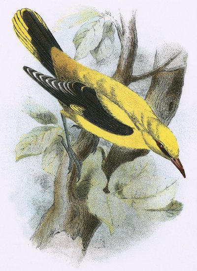 Gyllene Oriole av English School
