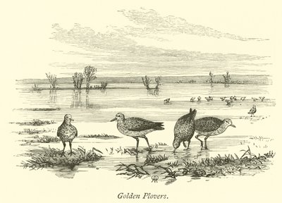 Gyllene plovers av English School