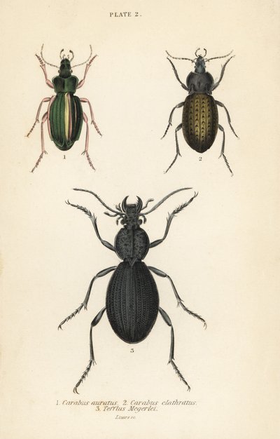 Gyllene jordbagge, Carabus auratus 1, jordbagge, Carabus clathratus 2 och stor svart jordbagge, Tefflus megerlei av English School