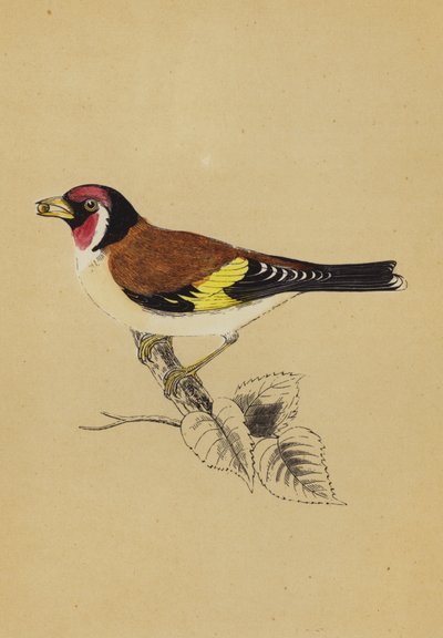 Goldfinch (färg litho) av English School