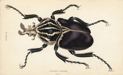 Goliatbagge, Goliathus goliatus (Goliathus magnus) av English School