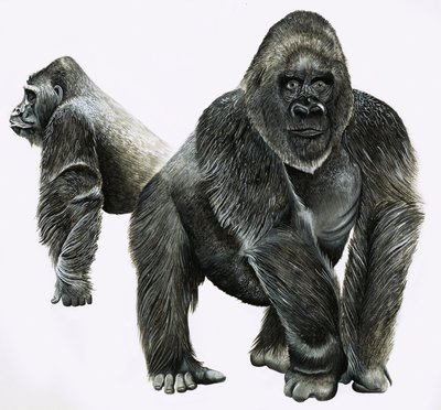 Gorillor av English School