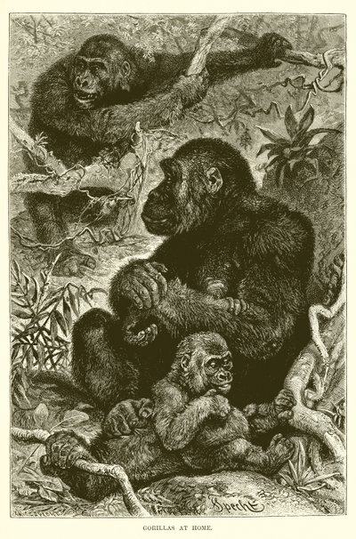 Gorillor hemma av English School