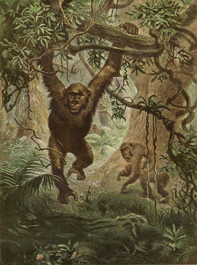 Gorillor hemma av English School