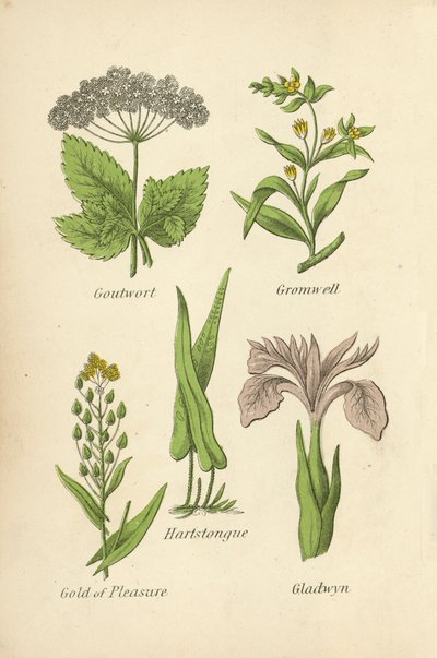 Giktört, Gromwell, Hartstongue, Gold of Pleasure, Gladwyn av English School