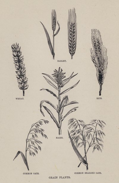 Spannmålsodlingar (litho) av English School