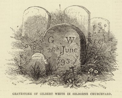 Gravsten över Gilbert White på Selborne Churchyard (gravyr) av English School
