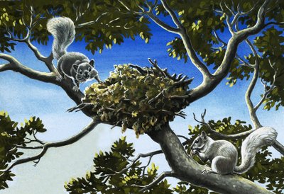 Ua squirrels Grey av English School
