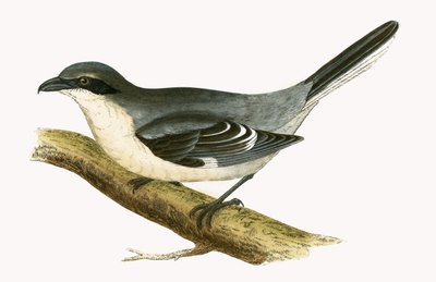 Stor gråspov, illustration från "A History of the Birds of Europe Not Observed in the British Isles" av Charles Robert Bree (1811-86), publicerad 1867. av English School