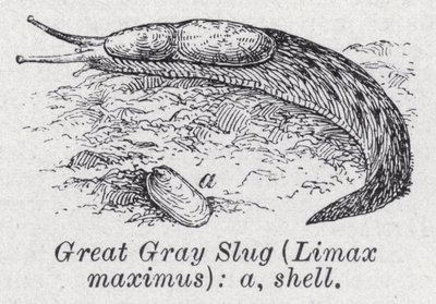 Stor grå snigel, Limax maximus (litho) av English School