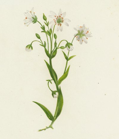 Großes Sternmiere, Stellaria Holostea von English School