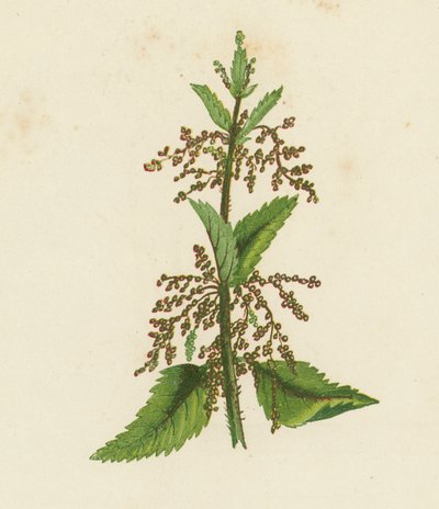 Grön nässla, Urtica Dioica (färglitografi) av English School