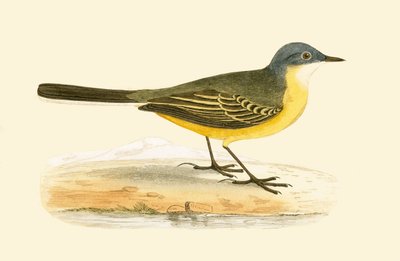 Grey Headed Yellow Wagtail, illustration från "A History of the Birds of Europe Not Observed in the British Isles" av Charles Robert Bree (1811-86), publicerad 1867 av English School