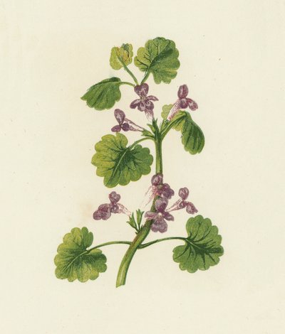 Murgröna, Glechoma Hederacea (färglitografi) av English School