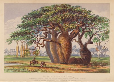Grupp av Couty Stem Trees, Australien (färglitografi) av English School