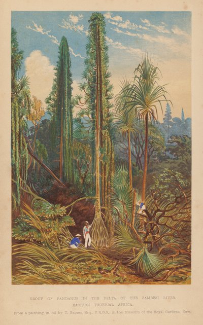 Grupp av Pandanus i Zambesiflodens delta, östra tropiska Afrika (färglitografi) av English School