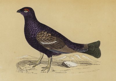 Grouse (färglitografi) av English School