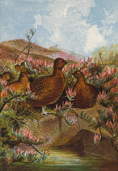 Grouse (färglitografi) av English School