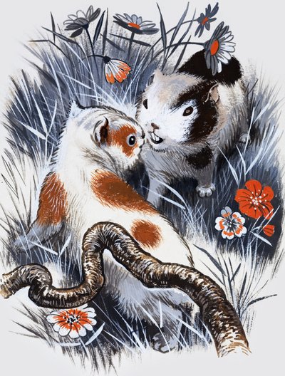 Marsvin (gouache på papper) av English School